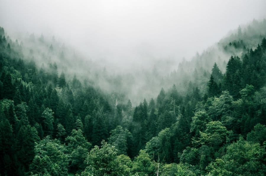 Forest landscape